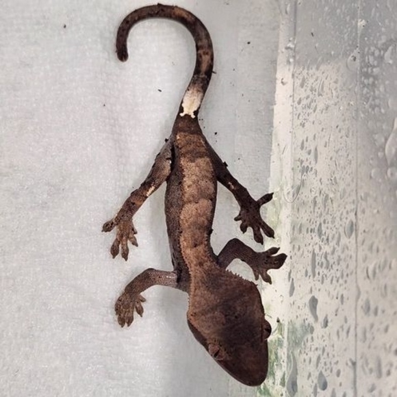 Meet your Posher, Jason - Picture 1 of 1